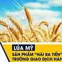 Hiệp Hội Lúa Mì Việt Nam Hiện Nay Ở Đâu Trên Thế Giới Hiện Nay